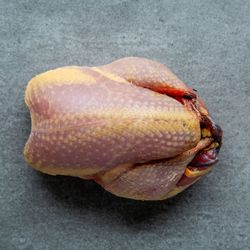 Partridge