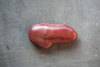 pigs kidney