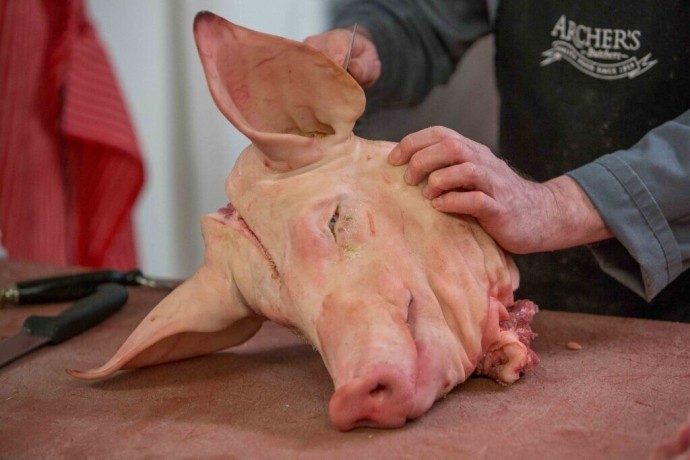 pigs head